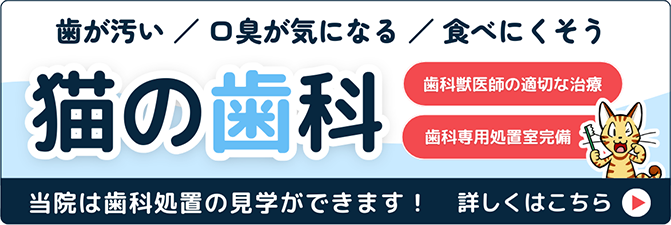 猫の歯科