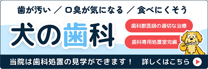 犬の歯科