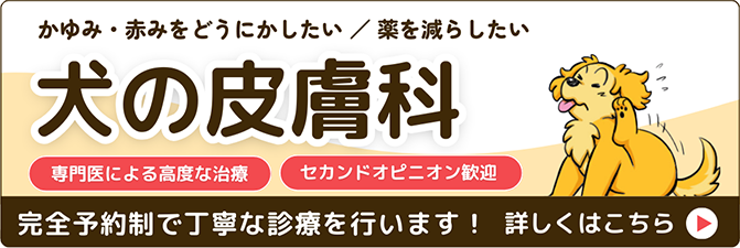 犬の皮膚科